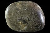 Polished Fossil Coral Head - Morocco #73926-1